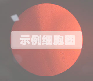 小鼠神经干细胞